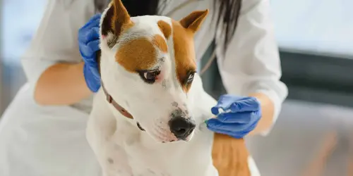 Uçak kabininde koltuk altında özel çantasıyla seyahat eden kedi, PETC prosedürü