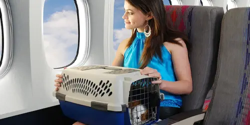 Uluslararası evden eve nakliyat tırına eşyalar yüklenirken ön planda taşıma çantasında bekleyen kedi.