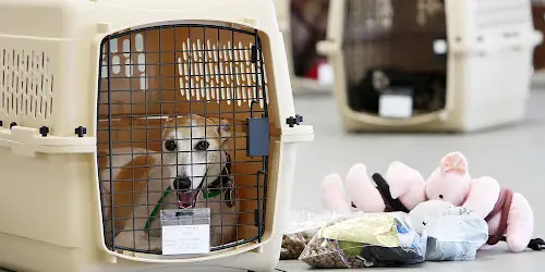 Uçak kargo bölümü için uygun standartlarda IATA onaylı plastik köpek taşıma kafesi.