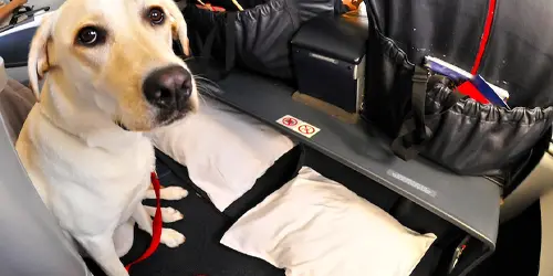 Yurt dışı çıkışı için gerekli evcil hayvan pasaportu, titrasyon testi sonucu ve sağlık sertifikası belgeleri.